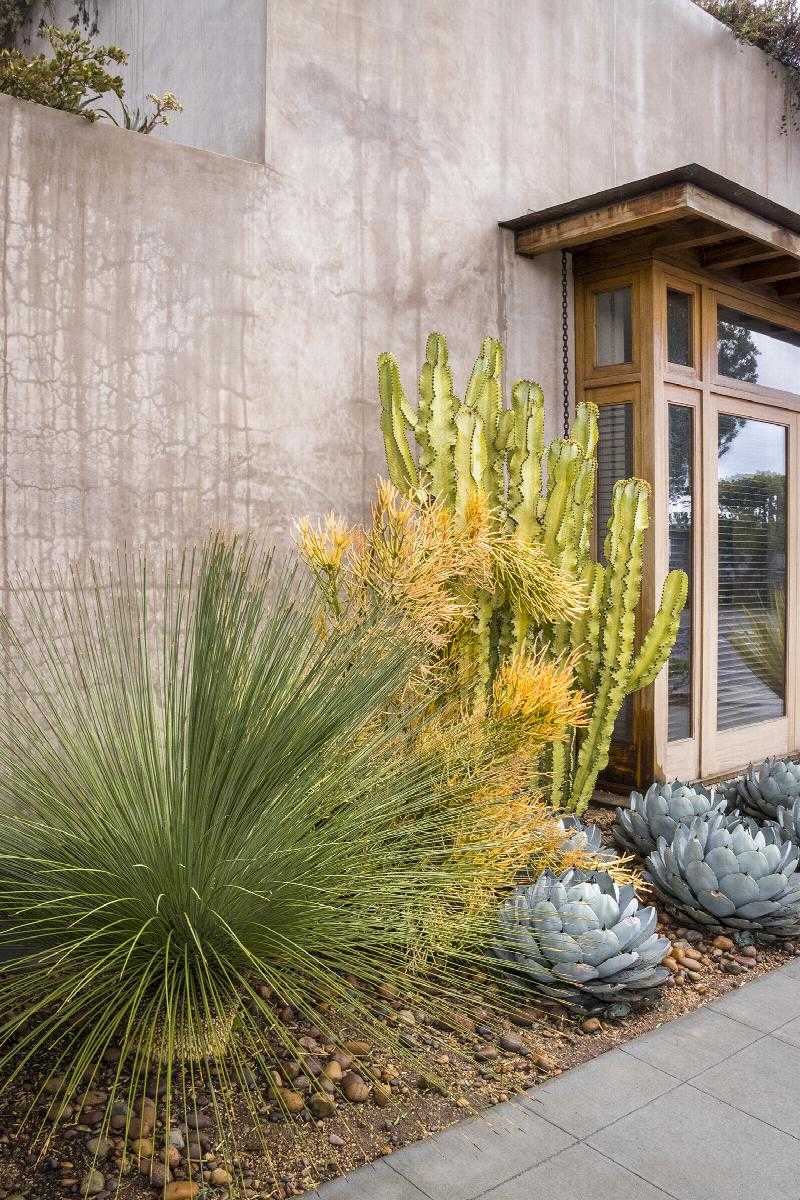 MEXICAN GRASS TREE 10 GAL.