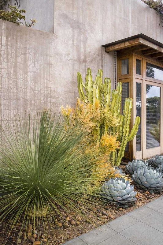 MEXICAN GRASS TREE 10 GAL.