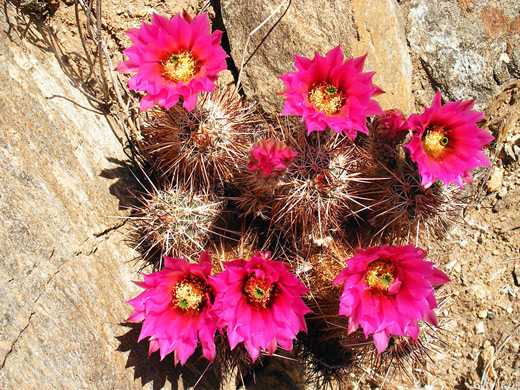 PINK FLOWER HEDGEHOG CACTUS  21in