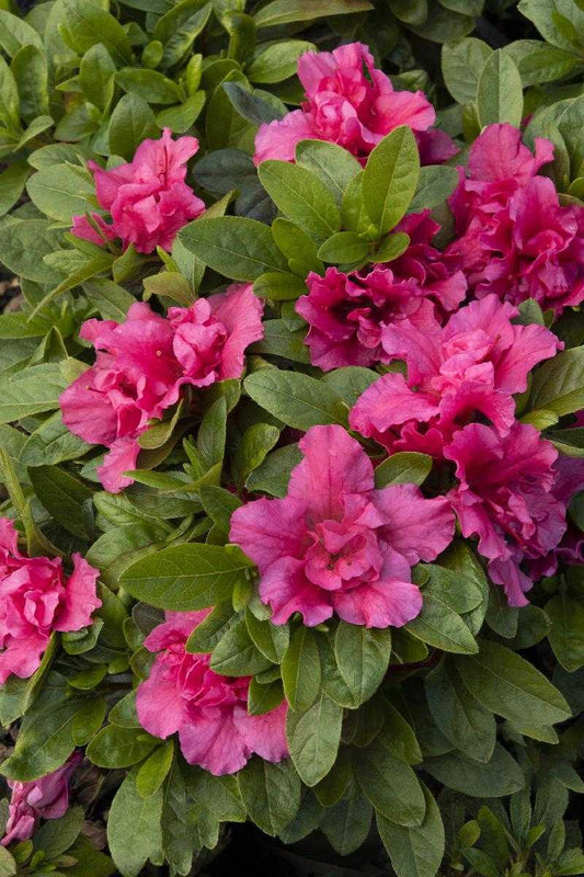 DOUBLESHOT WATERMELON AZALEA 2gal