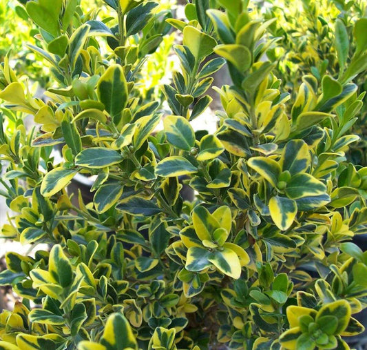 GOLDEN TRIUMPH BOXWOOD 2gal
