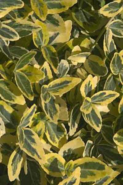 MOONSHADOW WINTERCREEPER EUONYMUS 1gal