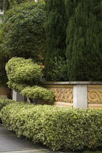 SILVER KING EUONYMUS 5gal