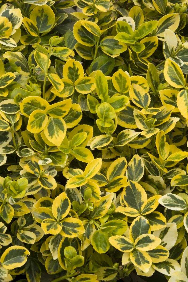 SUNRISE WINTERCREEPER EUONYMUS 2gal