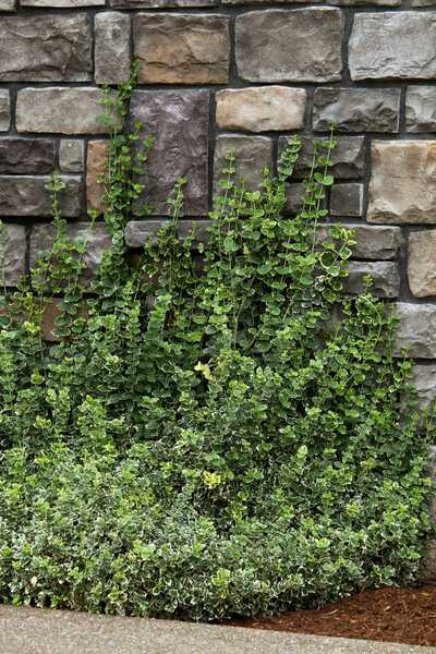 EMERALD GAIETY WINTERCREEPER EUONYMUS 2gal
