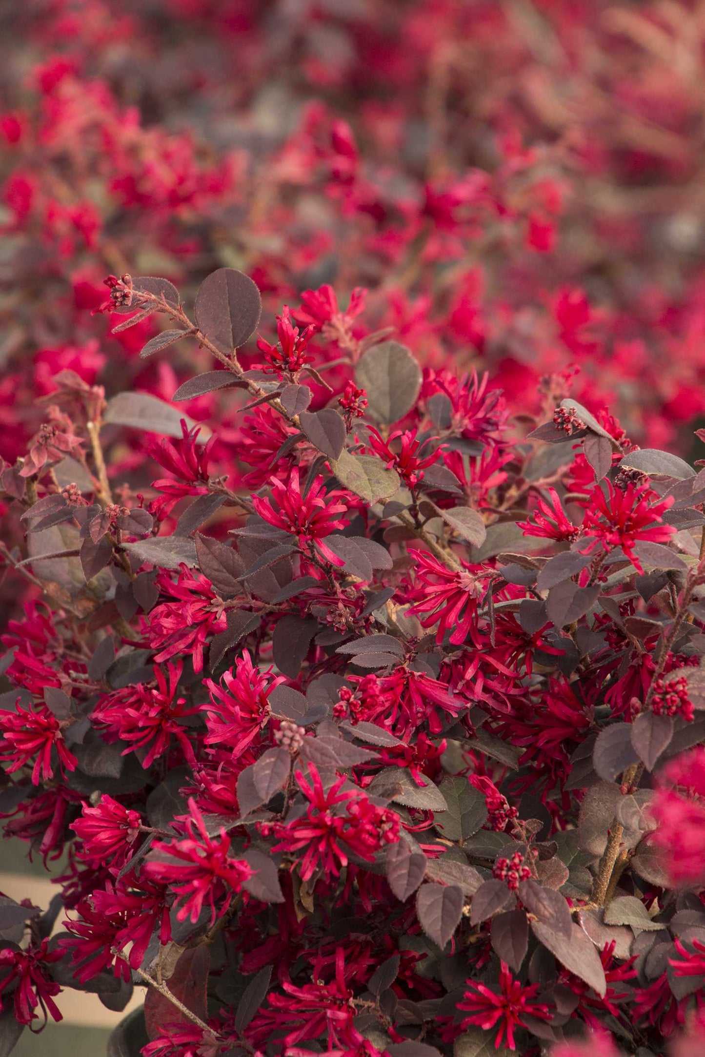 EVER RED FRINGEFLOWER 2gal