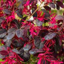 PIPA'S RED FRINGEFLOWER 2gal