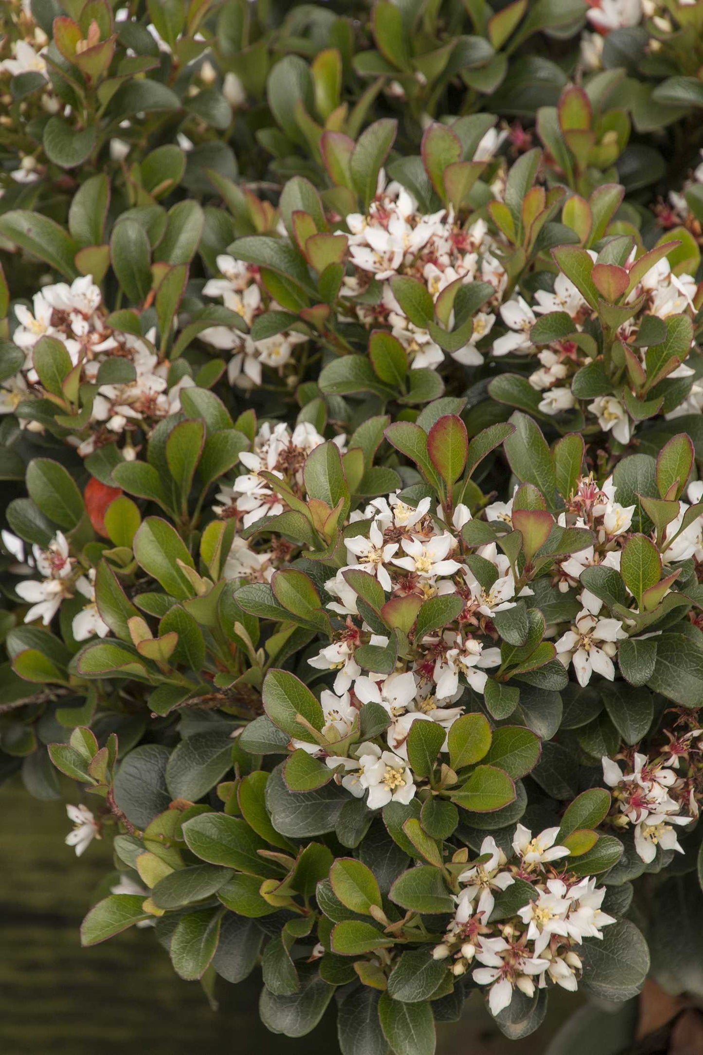 SOUTHERN MOON HAWTHORN 2gal