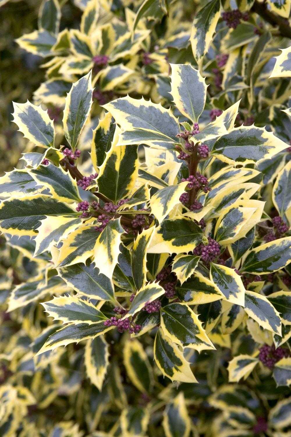 GOLD COAST HOLLY 2gal