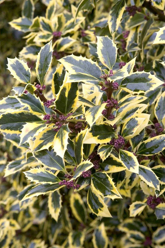 GOLD COAST HOLLY 2gal