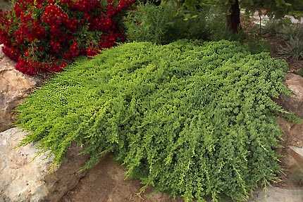 JAPANESE GARDEN JUNIPER 2gal