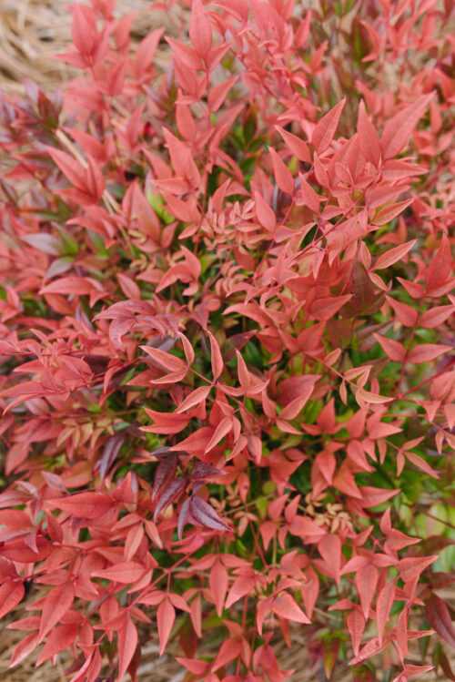 COOL GLOW POMEGRANATE NANDINA 2gal