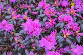 PJM RHODODENDRON 2gal