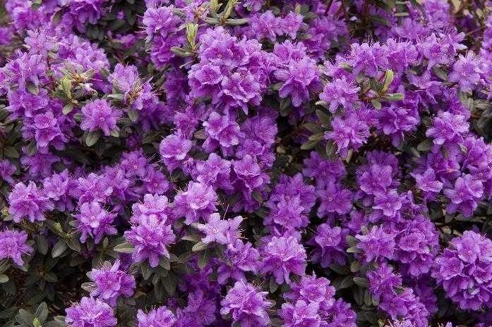 RAMAPO RHODENDRON 2gal