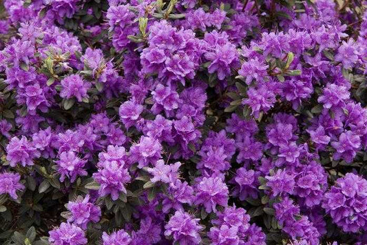 RAMAPO RHODENDRON 2gal
