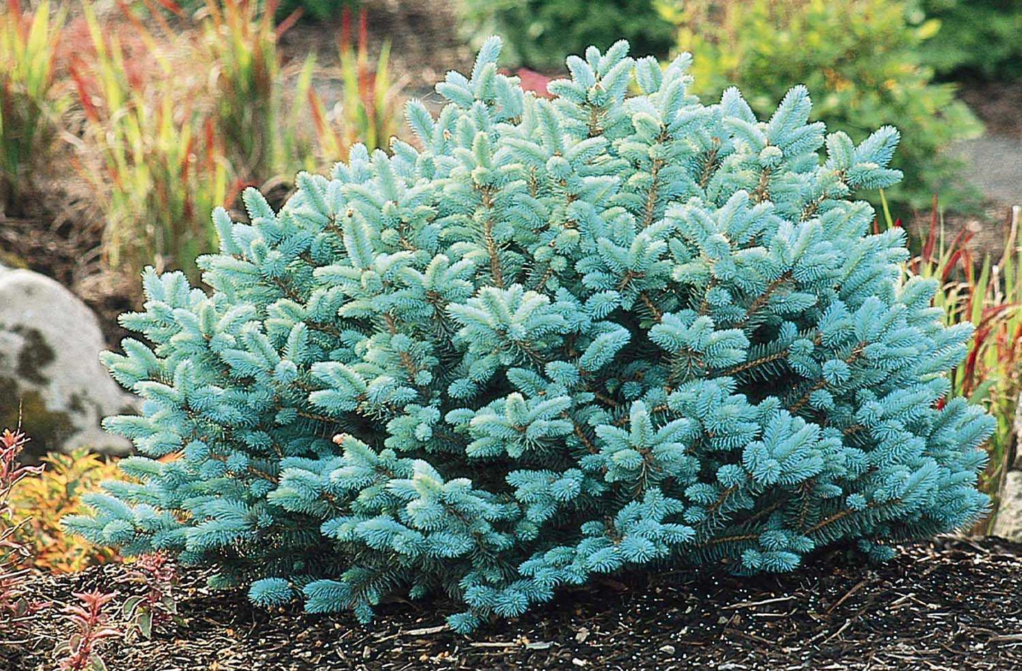 GLOBE BLUE SPRUCE 2gal