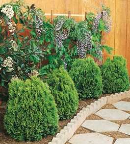 WESTMONT THUJA 2gal