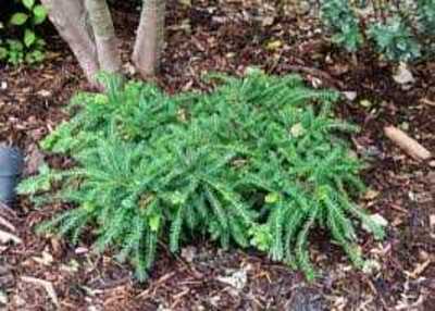 EMERALD SPREADER YEW 2gal