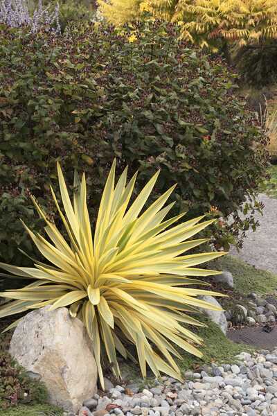 BRIGHT STAR YUCCA 2gal