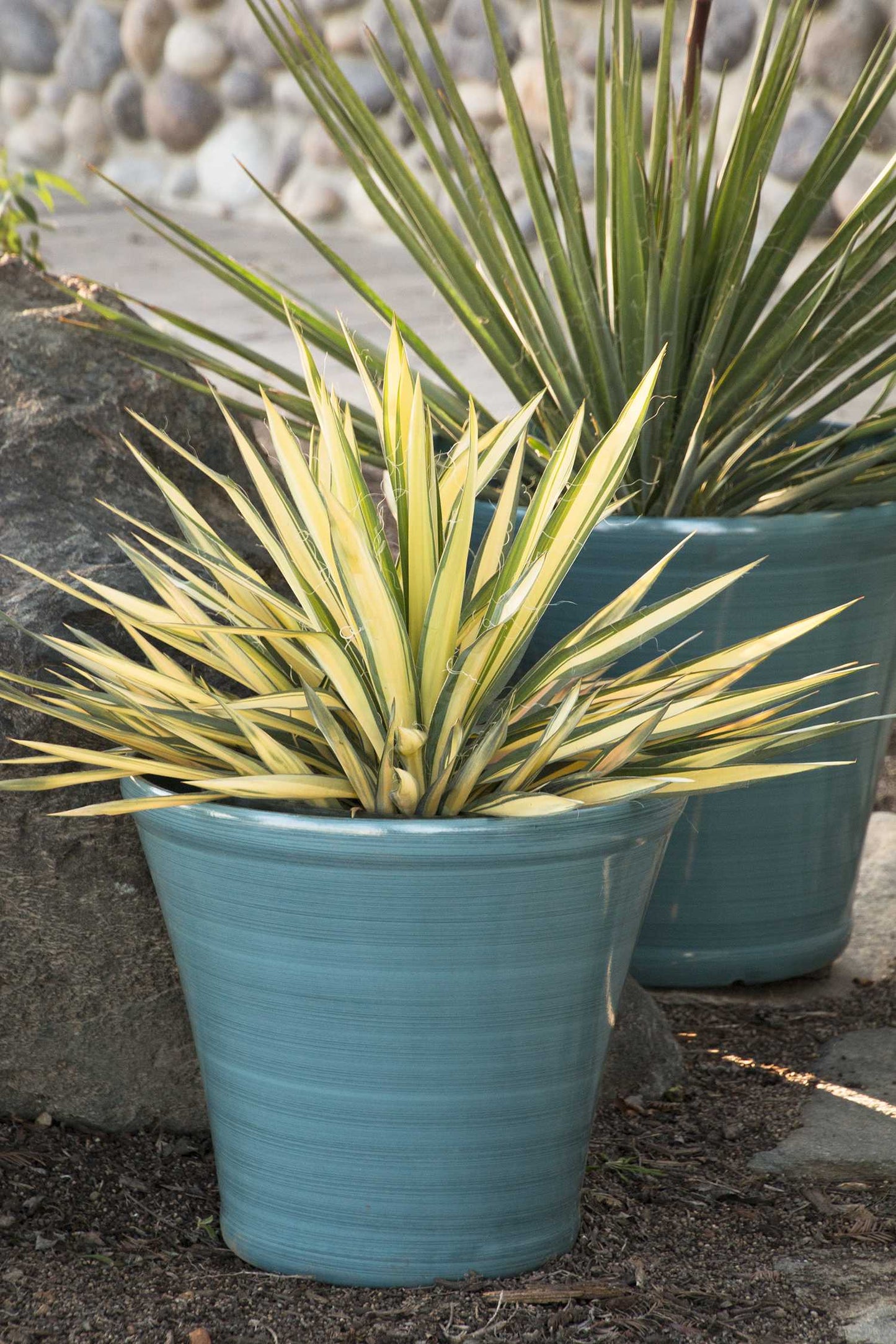 COLOR GUARD YUCCA 2gal