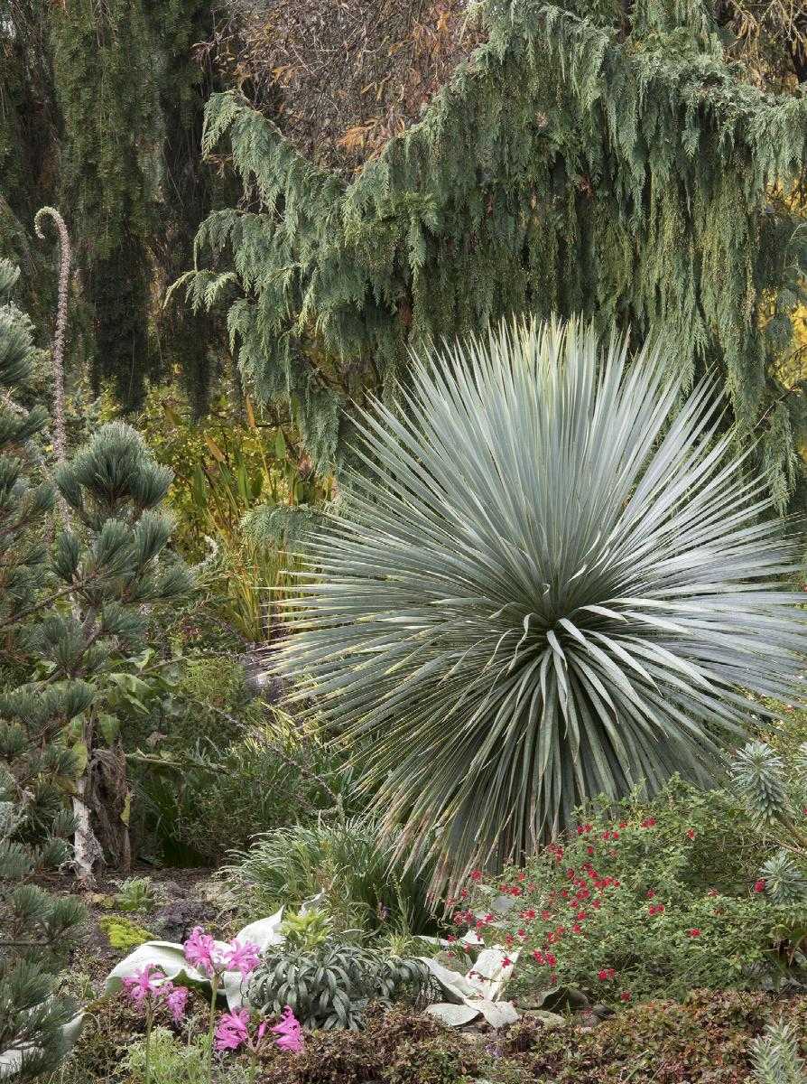 SAPPHIRE SKIES YUCCA 2gal