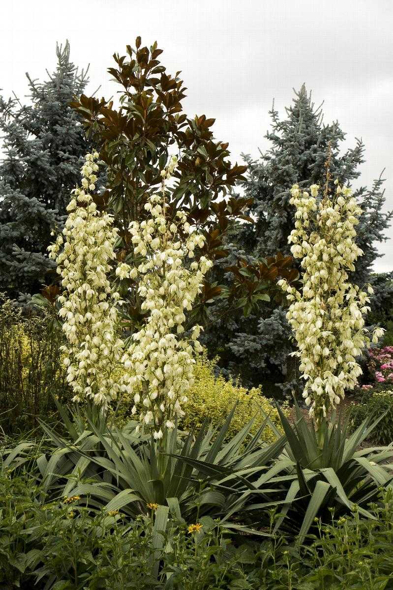 SOFT LEAF YUCCA 2gal