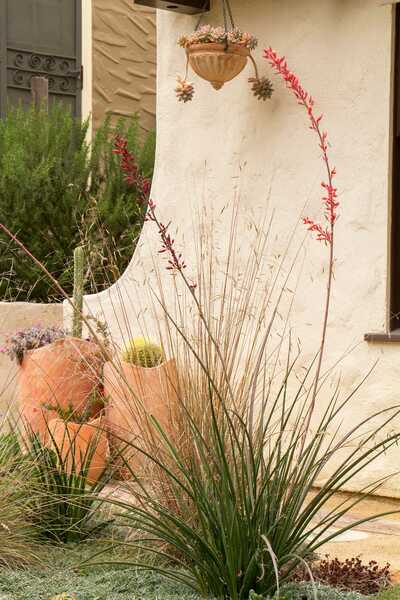 STRAIGHT UP RED YUCCA 2gal