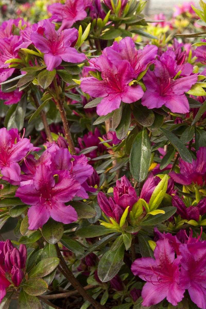 EVER STEWARTSONIAN AZALEA 3gal