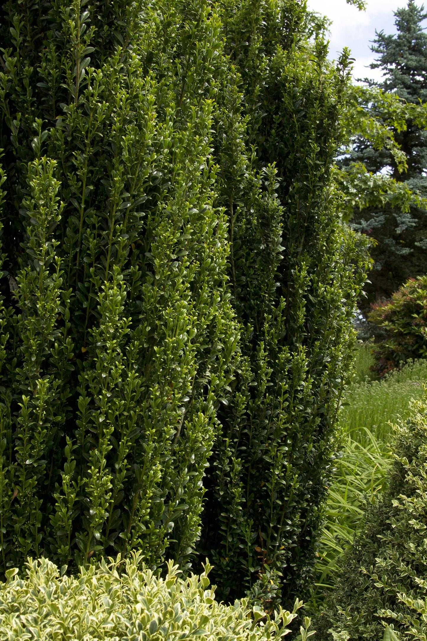 SKY PENCIL HOLLY 3gal