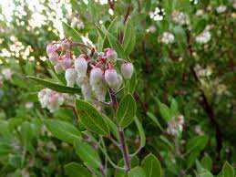 POINT LEAF MANZANITA 3gal