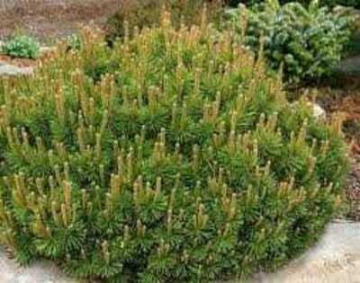 SLOWMOUND MUGO PINE 2gal