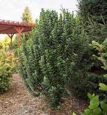 STRAIGHT TALK PRIVET 3gal