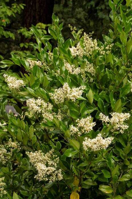 WAXLEAF PRIVET 3/5gal