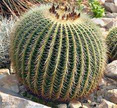 CACTUS GOLDEN BARREL 3 gal