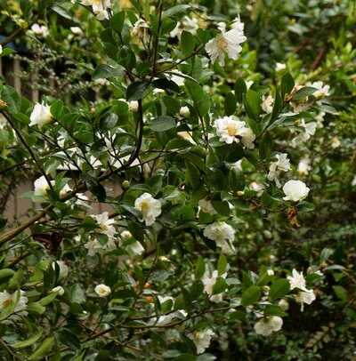 WINTER'S SNOWMAN ICE ANGELS CAMELLIA 5gal
