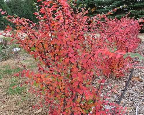 AUTUMN INFERNO COTONEASTER 3gal