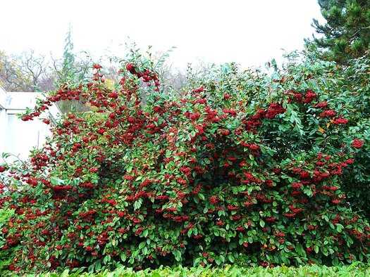 RED CLUSTER BERRY COTONEASTER 15 GAL
