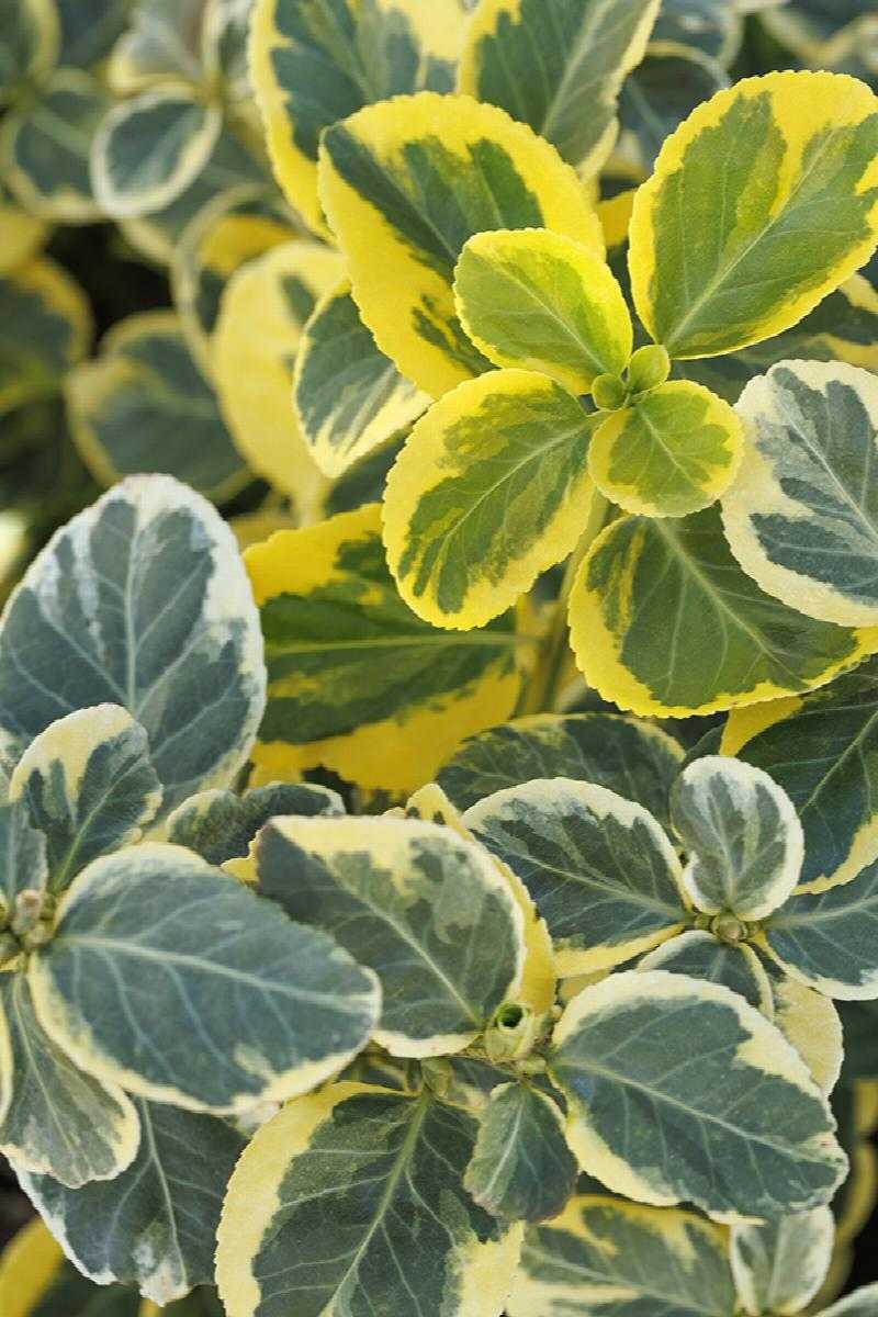 CANADALE GOLD WINTERCREEPER EUONYMUS 5gal