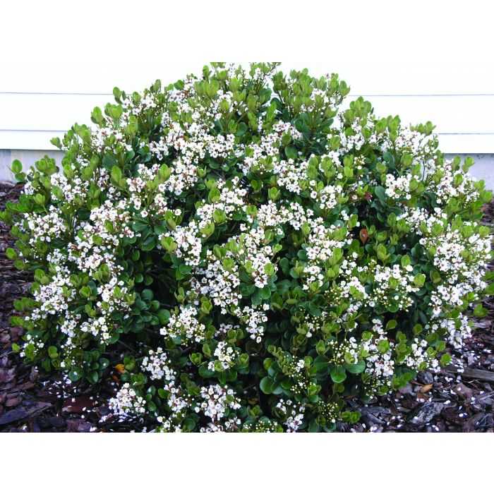 GEORGIA PETITE HAWTHORN 5gal