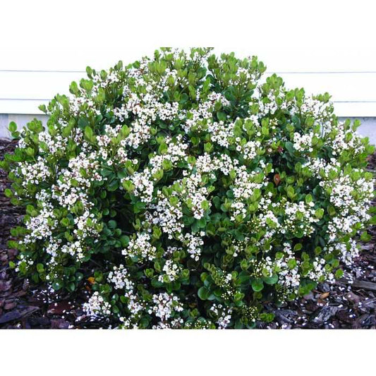 GEORGIA PETITE HAWTHORN 5gal