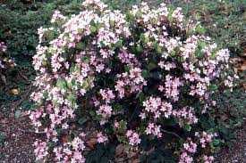 DWARF YEDDA HAWTHORN 2gal