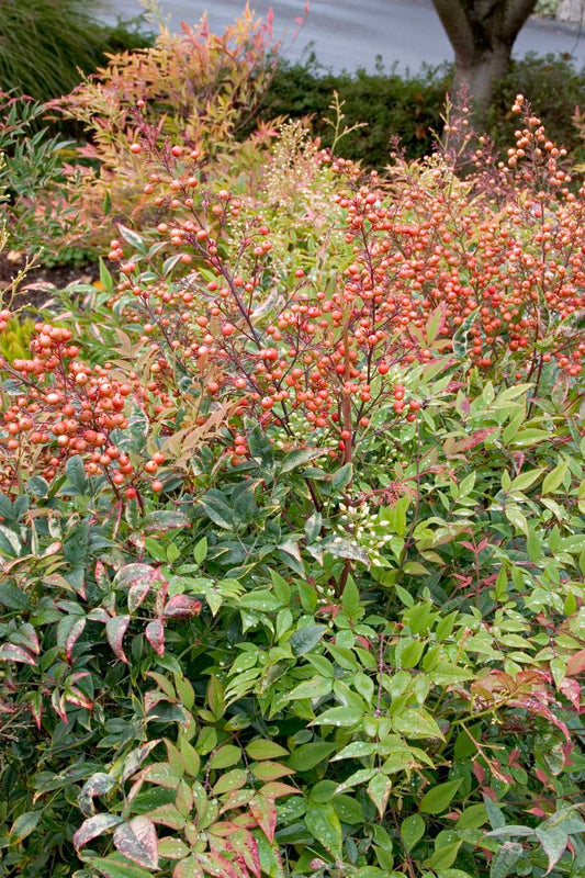 HEAVENLY BAMBOO NANDINA 5gal