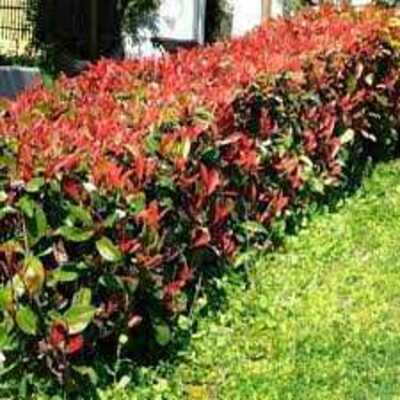 RED TIP PHOTINIA 5gal