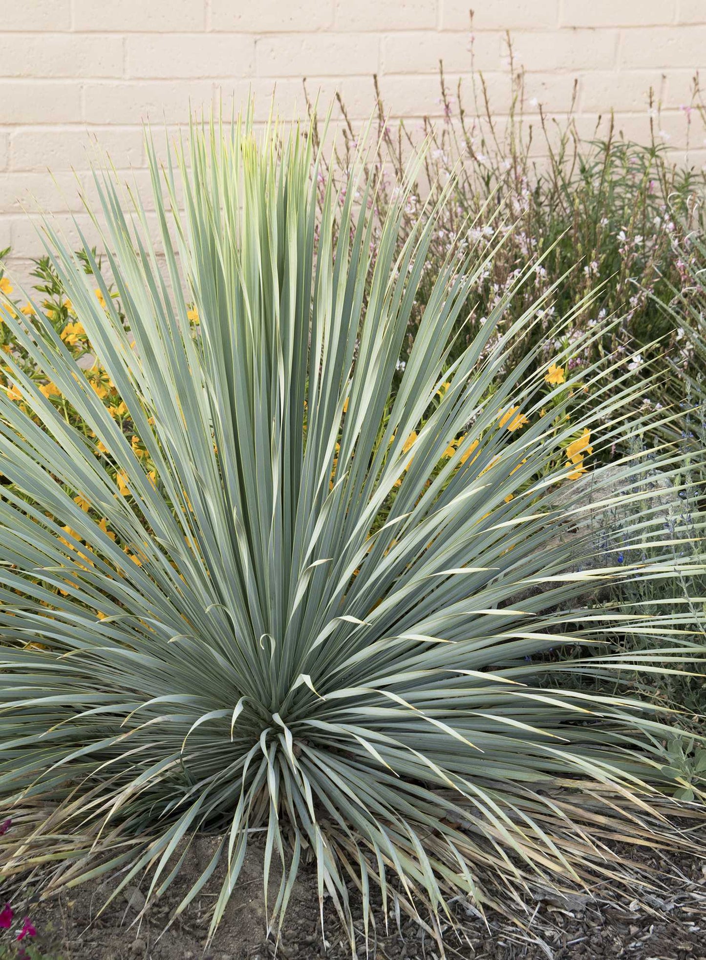 BEAKED YUCCA 3gal
