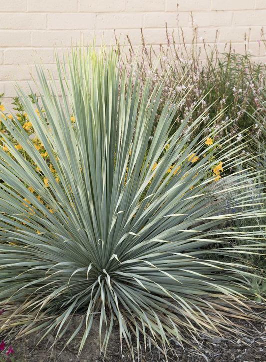 BEAKED YUCCA 10gal