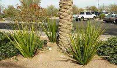 GIANT YUCCA 5gal
