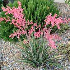 LITTLE GIANT YUCCA 5gal