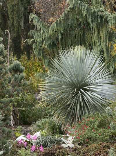 SAPPHIRE SKIES YUCCA 2gal
