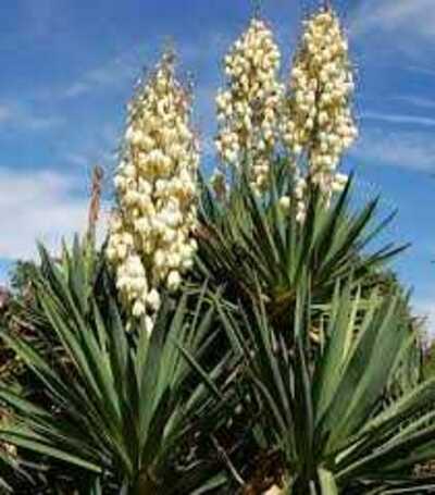 SOFT LEAF YUCCA 2gal