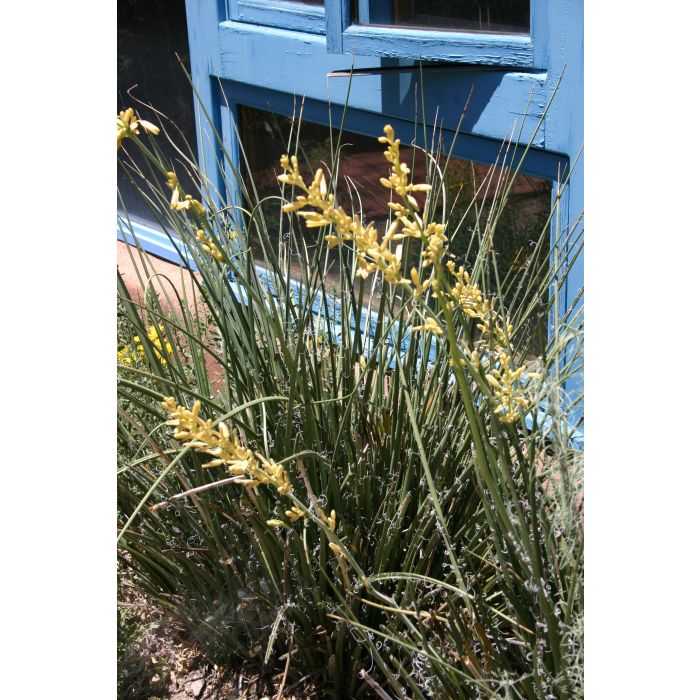 YELLOW YUCCA 5gal